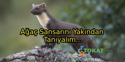 Ağaç Sansarı Ne Tür Bir Hayvandır?