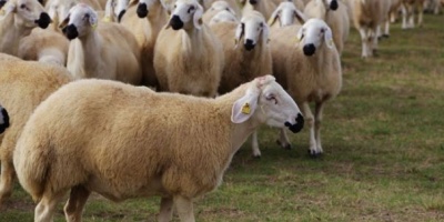 300 Damızlık Koyun Projesi
