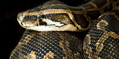 Boa Yılanı ve Özellikleri