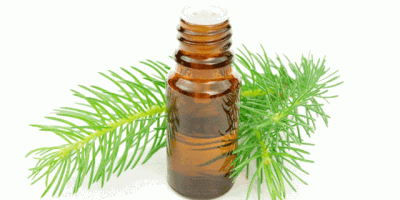 Çam Terebentin Nasıl yapılır?