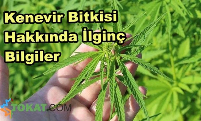 Kenevir Hakkında Bilmeniz Gereken İlginç Bilgiler