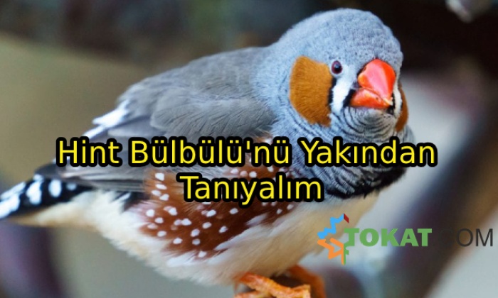 Hint Bülbülü'nü Yakından Tanıyalım