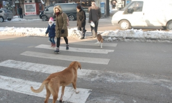 Tokat'ta Köpekler Yaya Geçidini Kullandı