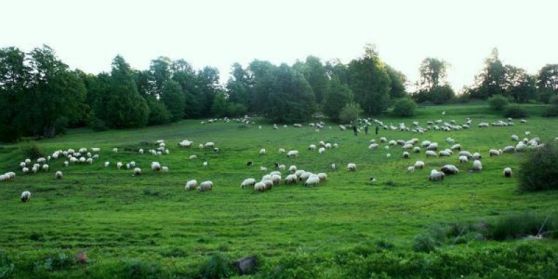 Tokat Camiçi Yaylası