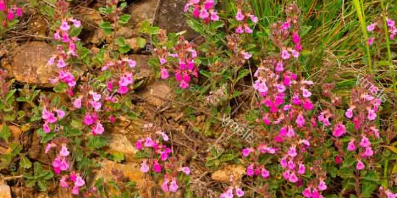 Dalak Otunun Faydaları