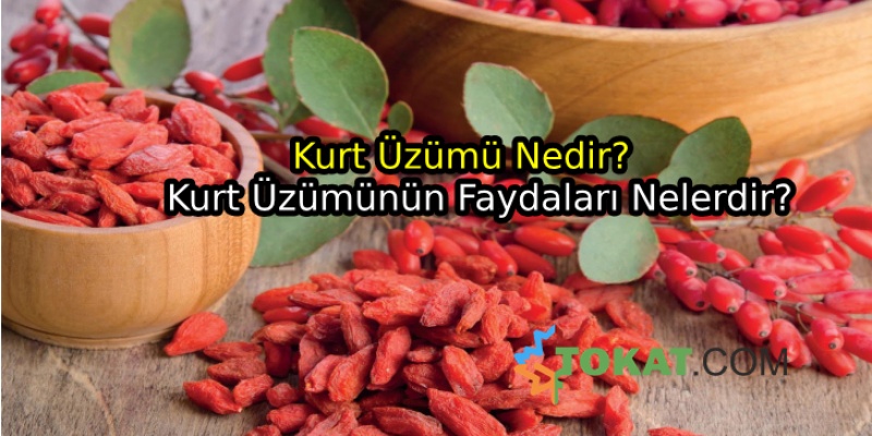 Kurt Üzümü Ve Faydaları