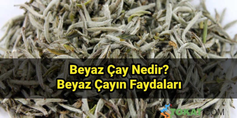 Beyaz Çayın Faydaları