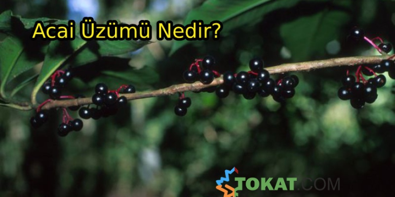 Acai üzümünün faydaları say say bitmiyor