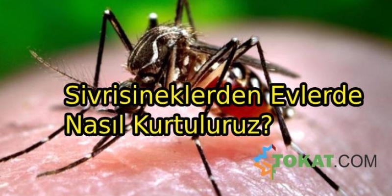 Sivrisineklerden Evlerde Nasıl Kurtuluruz?
