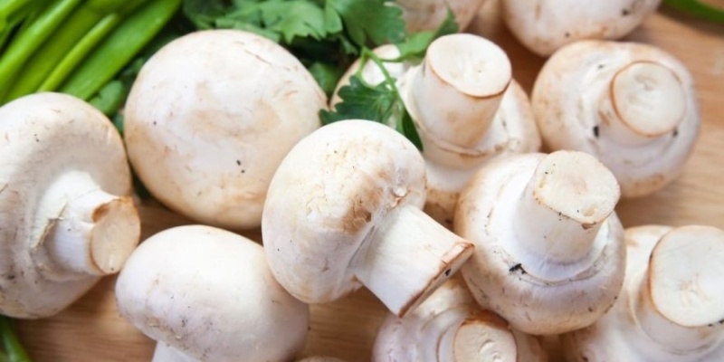 Mantarın Faydaları